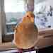 Cockatiel