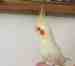 Cockatiel