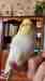 Cockatiel