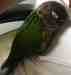 Conure
