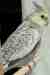 Cockatiel