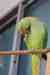 Indian Ringneck Parakeet