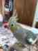 Cockatiel