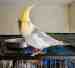 Cockatiel