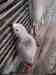 African Grey