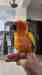 Conure