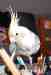 Cockatiel