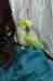 Indian Ringneck Parakeet