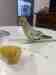 Cockatiel