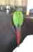 Conure