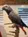 African Grey