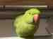 Indian Ringneck Parakeet