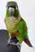 Conure