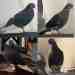 Pigeon