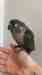 Conure