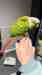 Conure