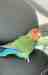 Lovebird