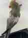 Indian Ringneck Parakeet