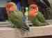 Lovebird