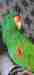 Eclectus