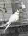 Cockatiel