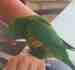Lory / Lorikeet