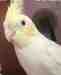 Cockatiel