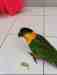 Caique