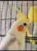 Cockatiel