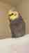 Cockatiel