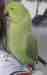 Indian Ringneck Parakeet