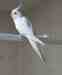 Cockatiel