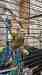 Conure