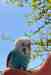 Parakeet