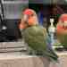 Lovebird
