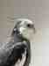 Cockatiel