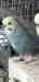 Budgerigar