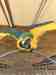 Macaw Macaw