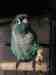 Conure