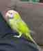 Mustached / Moustached Parakeet