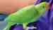Indian Ringneck Parakeet
