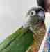 Conure