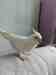 Cockatiel
