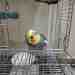 Cockatiel