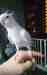 Cockatiel