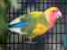 Lovebird