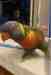 Lory / Lorikeet