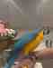 Macaw Macaw