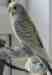Budgerigar