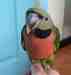 Mustached / Moustached Parakeet